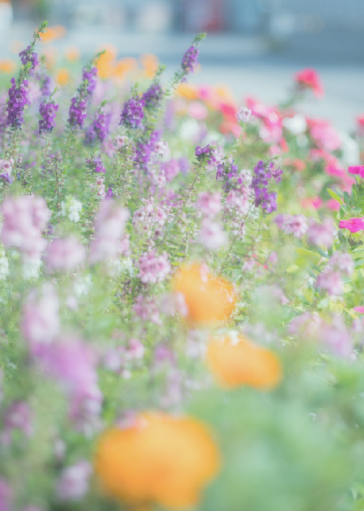 関連企業の保育園の前にある花壇のお花