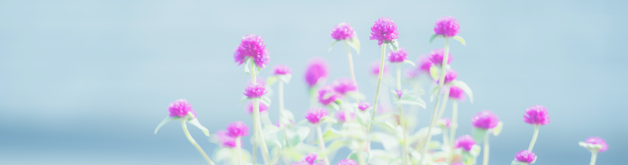 ヘッダー画像　風に揺れるお花