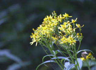 公園には綺麗なお花がたくさん咲いていました。